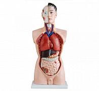 Anatomiya modellari va fantomlar