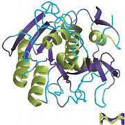 Протеиназа К из альбома Tritirachium, 5 мл/Proteinase K from Tritirachium album, 5ML,